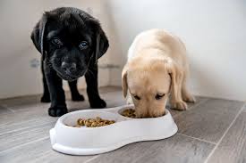 Über 80% neue produkte zum festpreis; Hundreds Of Lockdown Puppies Are Sadly Being Sold Or Abandoned