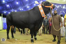While in pakistan, people quite literally park their animals (usually bloated jewelry adorned cows) outside their gates as if they were bentleys; Bull From Cattle Farm For Bakra Eid Bakra Eid Images Photos