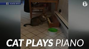 question is there a reason why the timetable on that site is so bad of showing the weather? Cat Plays A Miniature Piano Whenever He S Hungry The Animal Rescue Site News