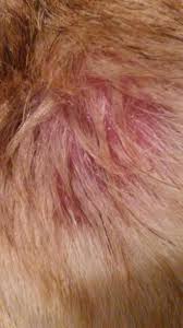 These dogs will often have fever, loss of appetite, and malaise prior to the eruption of the lesions. Skin Problem And Hair Loss German Shepherds Forum