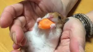 Put these foods in a separate dish from your hamster's main diet. Hamster Loves Carrot 5 On Make A Gif