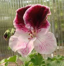 Check spelling or type a new query. Regal Pelargonium Pelargonium Vicky Claire In The Pelargoniums Database Garden Org