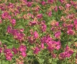 De dopluis vind je terug op de bladeren, maar ook op de stam en zelfs op de wortelkluit van jouw plant. Zevenblad Verwijderen Directplant