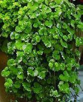 Image result for Glechoma