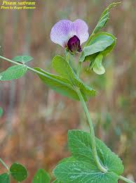 Image result for Pisum sativum