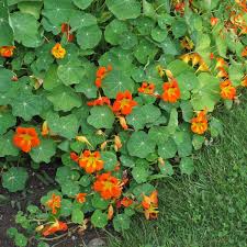 Image result for Tropaeolum