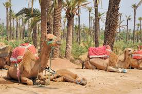 Cheich (traditional scarf) wrapped tight to protect you from the winds. February 15 To 22 2021 For An Unforgettable Adventure At Morocco Marrakech Morocco Tours Desert Tour