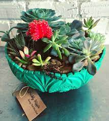 Chlorophyll is the chemical that makes plants. Cacti Succulent Care The Prickly Hippie