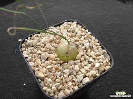 Image result for Schizobasis intricata