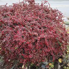 It bears masses of dense clusters of white flowers in summer, followed by large, vivid red berries in autumn and throughout winter. Cranberry Cotoneaster For Sale Online The Tree Center