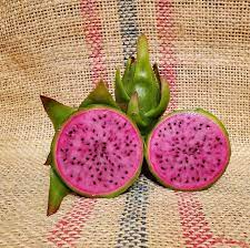 The cactus dragon is obtainable: Ax Dragon Fruit Purple Fleshed Variety From Spicy Exotics