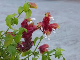 Image result for Justicia stachytarphetoides