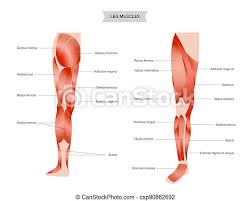 Posterior (back) fibers help to extend the arm. Muscular System Legs Human Muscular System Of Legs In Front And Back View Gluteus Medius Gluteus Maximus Quadriceps And Canstock