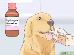 Comment Soigner Un Chien Qui A Mange Du Chocolat