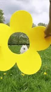 Dog cute image puppies photo funny puppys image # 595 download dog cute image puppies photo funny puppys image #…. Sunshine Flower Of The Day Pets Gifs Dog Gifs Dog Meet Funny Gif