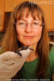 Stock photo of Nathusius' Pipistrelle (Pipistrellus nathusii). Orphan  hand-raised by Kent…. Available for sale