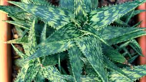 Image result for Aloe canis