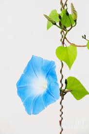 Image result for Ipomoea tricolor