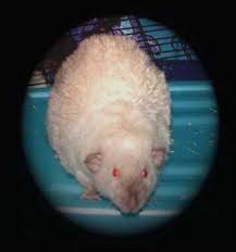 His Pet Rat A Dumbo-eared Rex Curly Hair Pet Rats Dumbo Ears Pets