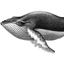 Humpback Whale Portrait Nautical Vintage Style Art Print Beach House Decor Black And White Grey Vintage Style Art Whale Art Whale