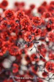 Flora2000 helps me to be consistent in sending flowers to my wife and daughters on every special occasion. 39 February Flowers Ideas Australian Native Flowers Event Flowers Flowers