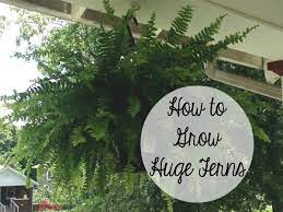 How To Grow Huge Lush Ferns Plants Outdoor Plants Planting Flowers