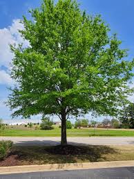Image result for Quercus phellos