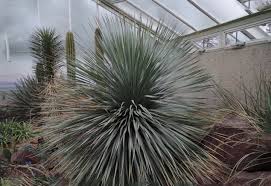 Image result for Sphaeranthus chandleri