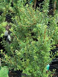 Image result for Cotoneaster microphyllus