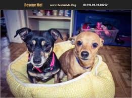 Your new best friend is waiting. Adopt 19013100252 Miniature Pinscher Rescue Danbury Ct Miniature Pinscher Pinscher Dog Info