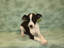 Maybe you would like to learn more about one of these? Italian Greyhound Dog Female Black White 2813879 Petland Dalton