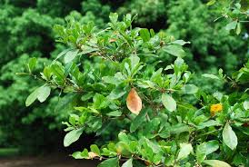 Image result for Synsepalum passargei