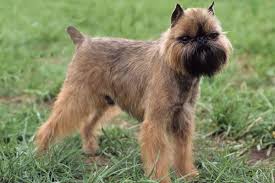 Dogs That Don T Shed 23 Best Hypoallergenic Dogs
