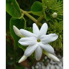 Image result for Jasminum multiflorum
