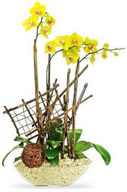 Take out your hassle of running around regularly to get flowers on the table by delivering the freshest flowers to you. Cny Flower Delivery Send Flower And Plant Chinese New Year Cny Flower Guide Floral Arrangement For Cny Order Cny Orchid