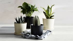 Many ceramic flower pots can be cheap and cheerful or decorative and expensive. Where To Buy Planters And Flower Pots For Outdoor And Indoor Plants