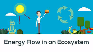 Energy Flow In Ecosystem