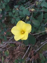 Image result for Reinwardtia indica