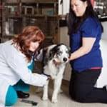 Maybe you would like to learn more about one of these? Home Veterinarian In Denver Co Northfield Veterinary Hospital