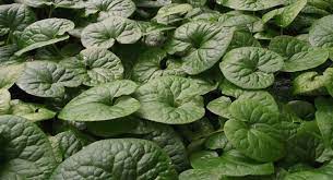Asarum Caudatum Wild Ginger Portland Nursery