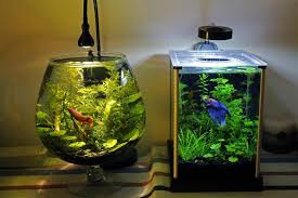There another peaceful fish that loves the same tank setup as your betta. Betta Fish Tank Setup Ideas That Make A Statement Spiffy Pet Products