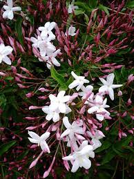 Choose your favorite pink jasmine designs and purchase them as wall art, home decor, phone cases, tote bags, and more! Pin De Siri Weber Feeney Em Gardens Flowers Trees Flores Delicadas Trepadeiras Paisagem Flores