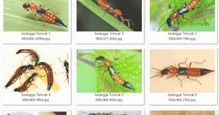 Selain itu, pastikan juga tiada sisa makanan. 13 Cara Elak Mencegah Serangan Semut Charlie