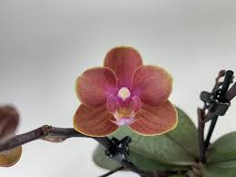 Born in london to irish parents, dusty grew up in and around london. Phalaenopsis Dusty Belle Orchideen Wichmann De Highest Horticultural Quality And Experience Since 1897