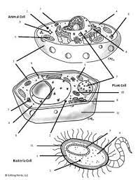 Plant vs animal cell organelles coloring sheet. Cell Organelle Color By Number Distance Learning Digital Lesson Teaching Biology Biology Classroom Biology Lessons