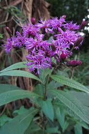 Image result for Vernonia stenocephala