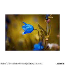 Round Leaved Bellflower Campanula Poster Zazzle Com Bellflower Poster Custom Posters