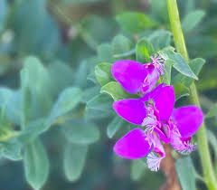 Image result for Xysmalobium sessile