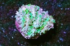 Image result for Belonophora