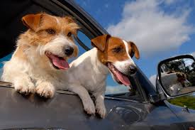 Vomiting in cats is not only stressful for us it's stressful for our cats too. Dog Car Sickness And Motion Sickness Causes And Treatment